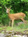 /album/zver/capreolus-capreolus-jpg/
